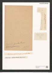 Sceptroneis ? gemmata Grun. (de-Toni-Nr.: Genus 63, Species 2565) Zeichnungen Sammlung Grunow (NHMW-BOT-W0373429)